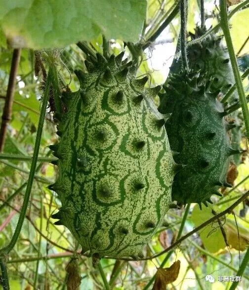 灭霸果竟源自非洲大火之后果农伯伯感激不已