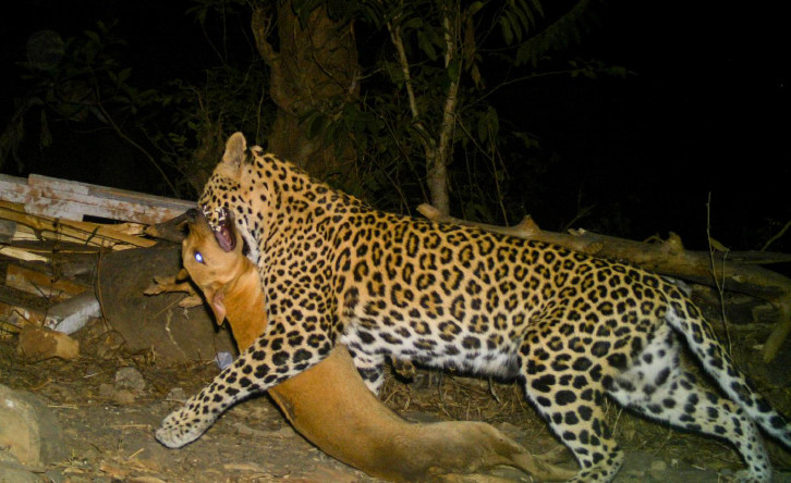 原创到处捕食流浪狗的豹子是如何间接地保护人类的