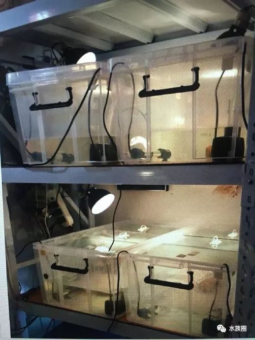 【整理箱养龟】用整理箱养龟好吗?