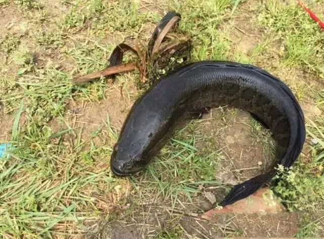 尖头细眼,铁嘴钢牙,说它是淡水中的霸王毫不为过_乌鱼