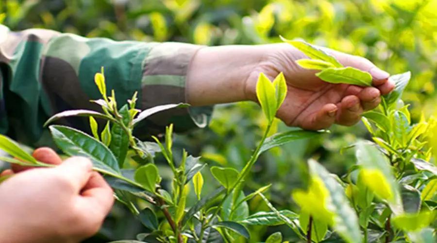 中國茶葉流通協會將湖南華萊生物科技列為十大茶企