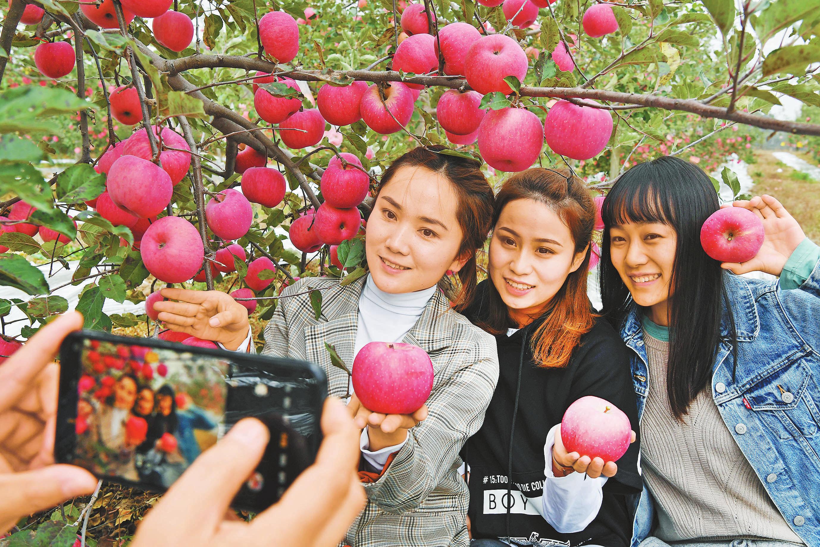 10月22日,游客在延安市志丹县双河镇李家湾村集体果园拍照留影.