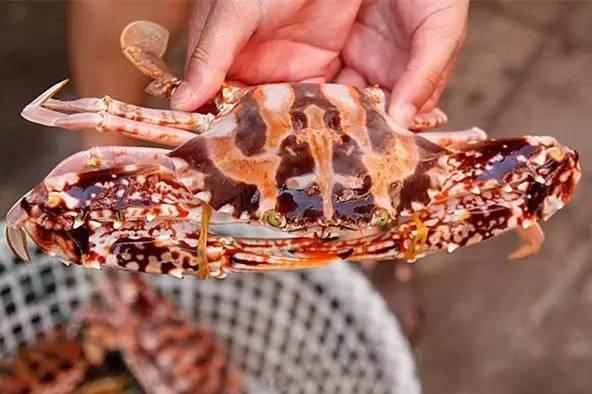 红花蟹的体形略小于其他螃蟹,但它依然是食肉蟹的一