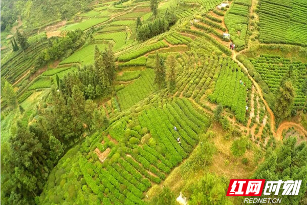 湖湘文物新國保渠江薄片原產地益陽安化渠江茶園