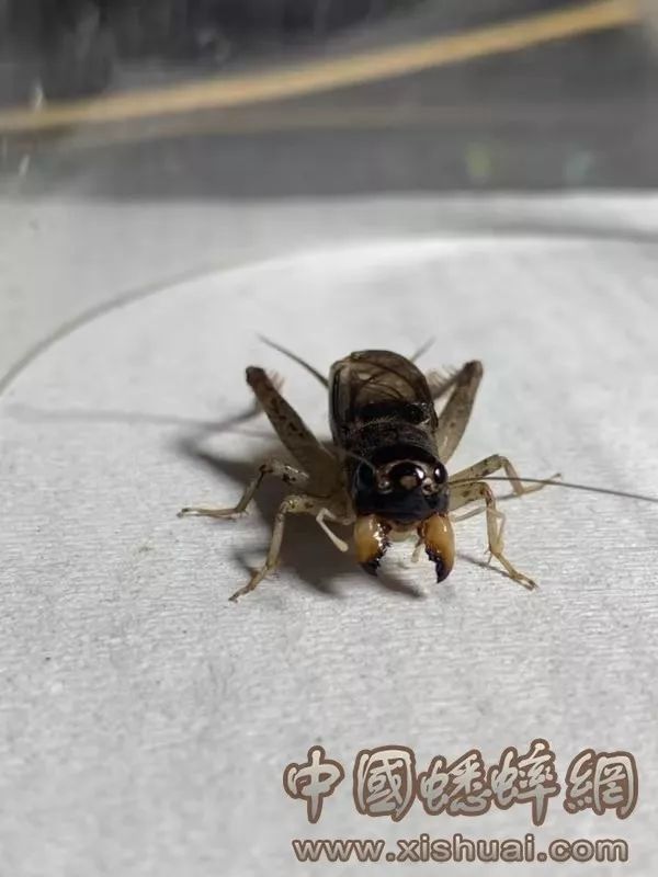 021应征108将济南王