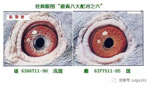 牛眼赛鸽眼睛配对图片图片
