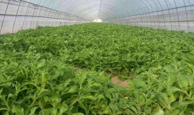 中国冰菜产地在哪里?冰菜要如何栽培?