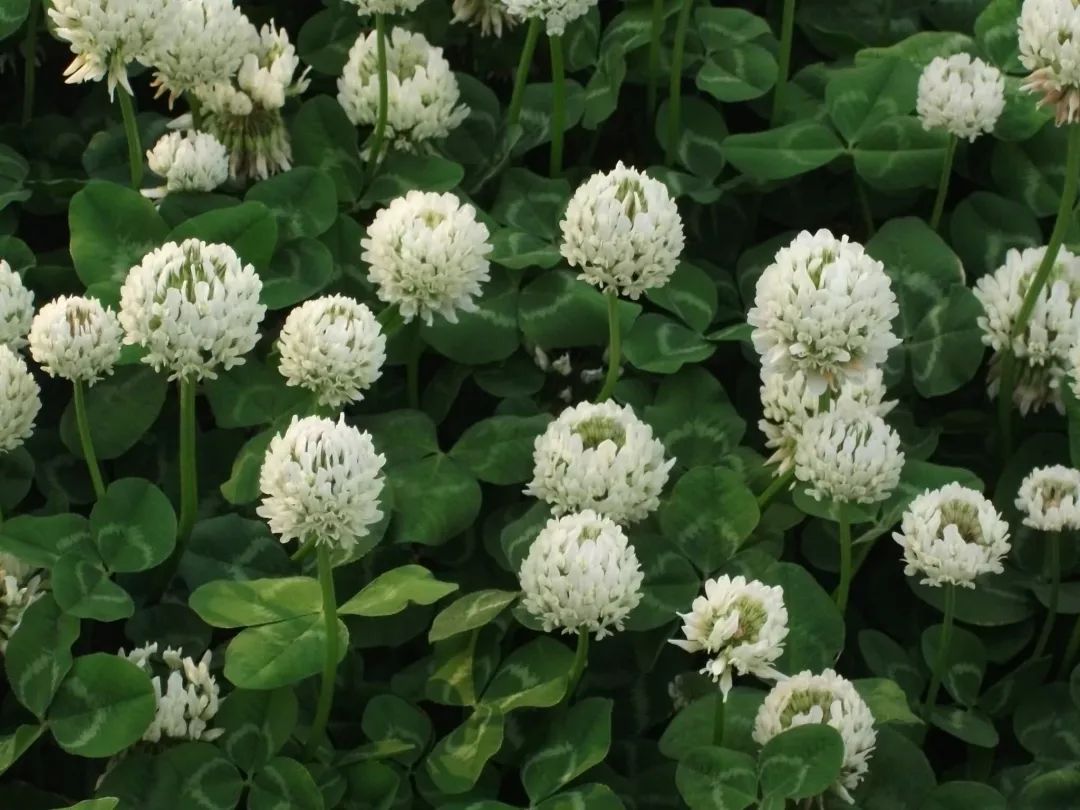 每日一花白花三叶草叶片上有奶白色花纹