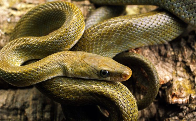 为了好看,少女将蟒蛇放在身上,发现不对时,已经为时过晚