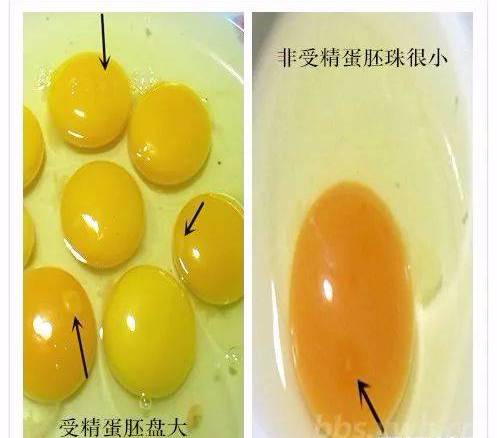 ok,了解了鸡蛋产生的过程后,鸡蛋到底是什么就自然有了答案:未受精的