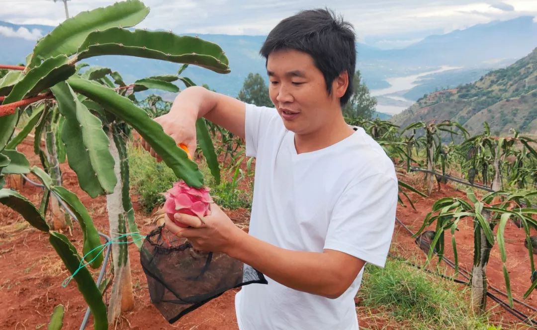 楊宗能想著前一天梨樹村