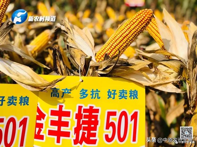 金丰捷501玉米图片