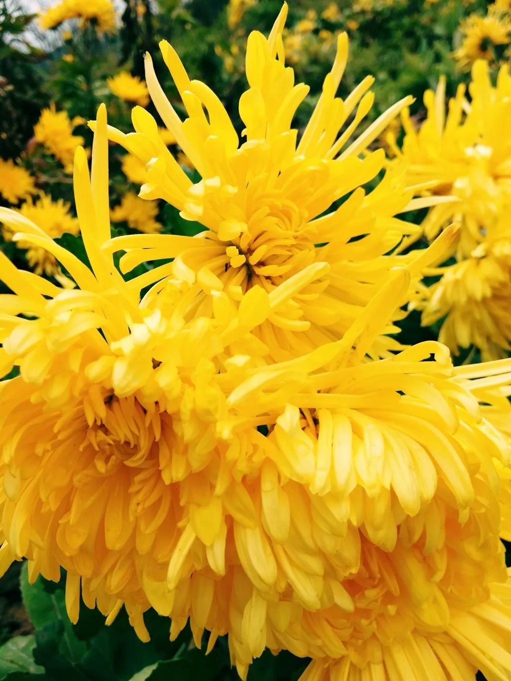 金丝皇菊康县产业发展的致富花