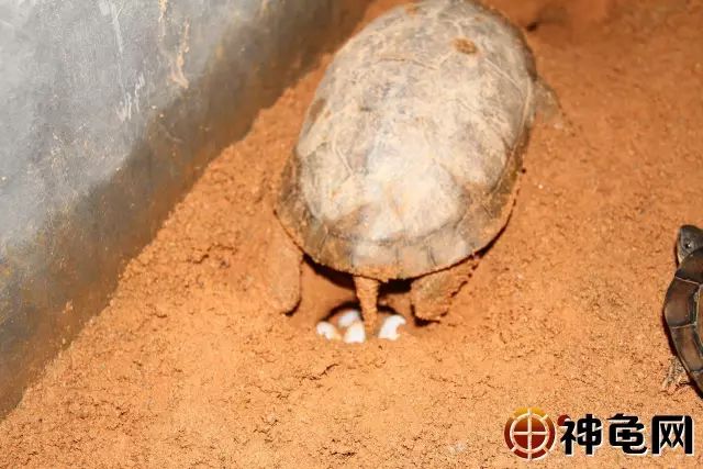 卵穴挖好以后,雌龟伏在穴口休息片刻就产卵,产卵时前肢撑地,后肢在