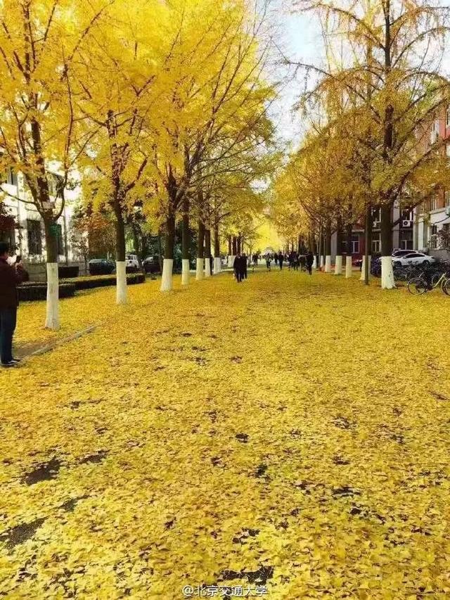 北京科技大学银杏大道图片