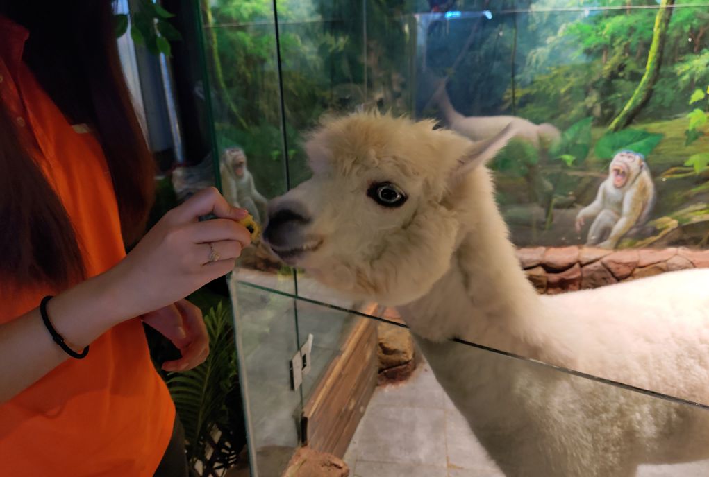 室内动物园购物中心的新型人流发动机