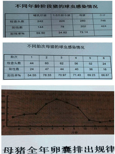 某800头母猪场哺乳仔猪球虫病的诊治报告