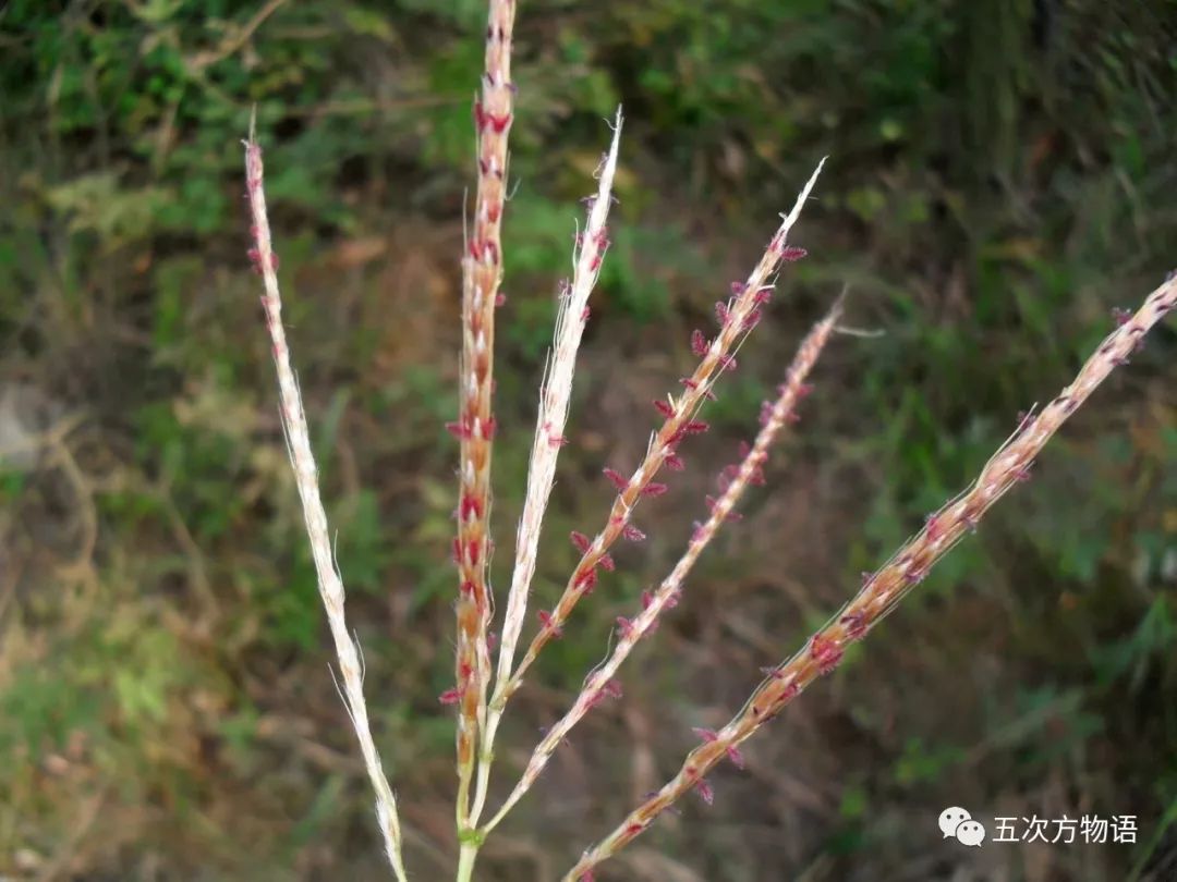 如何分清芦竹芦苇芒和荻