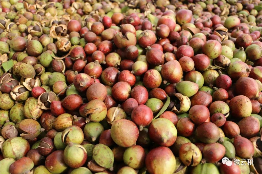 硕果飘香油茶采摘正当时