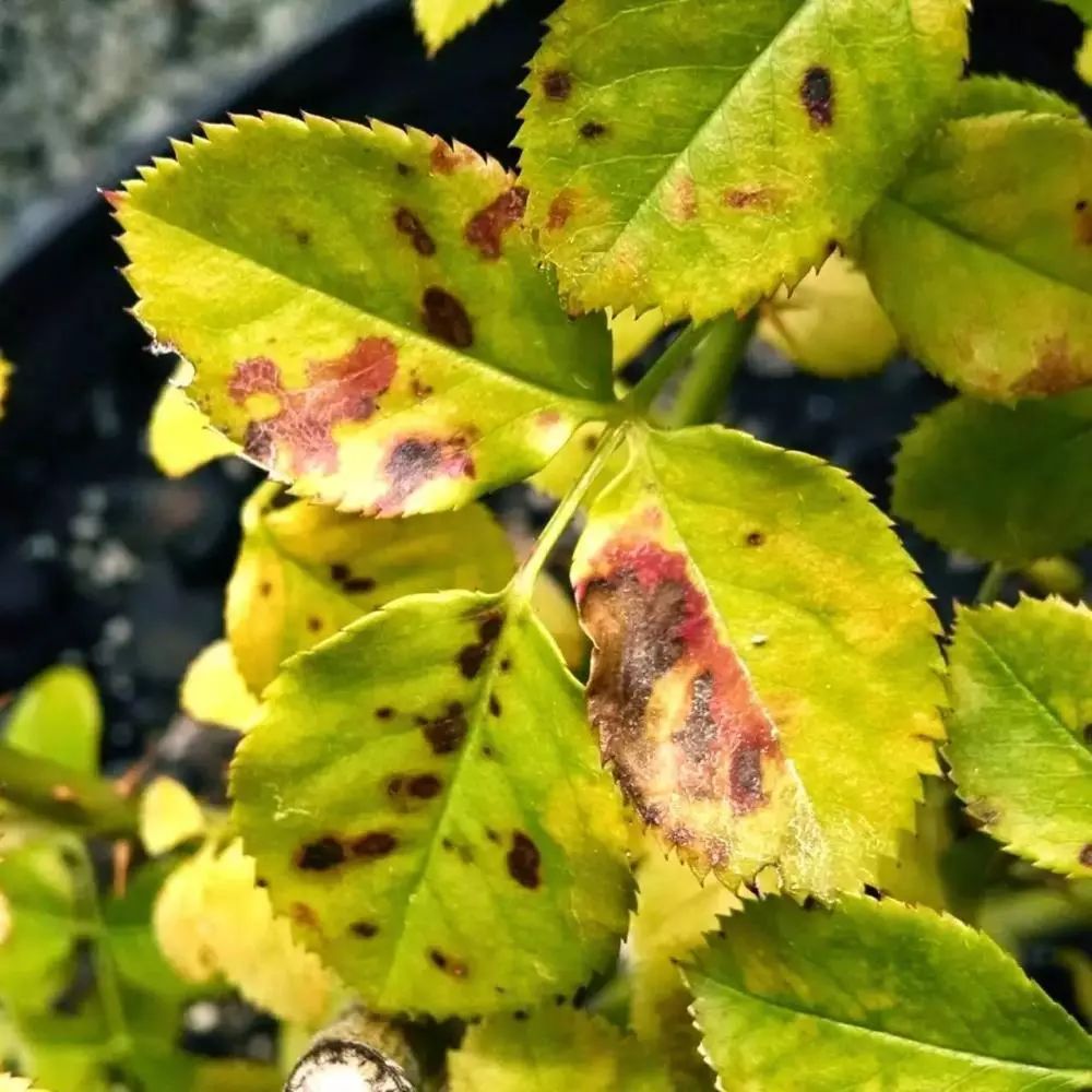 辨"黄"断症,不懂盆栽叶片变黄原因,都不好意思自称园艺爱好者