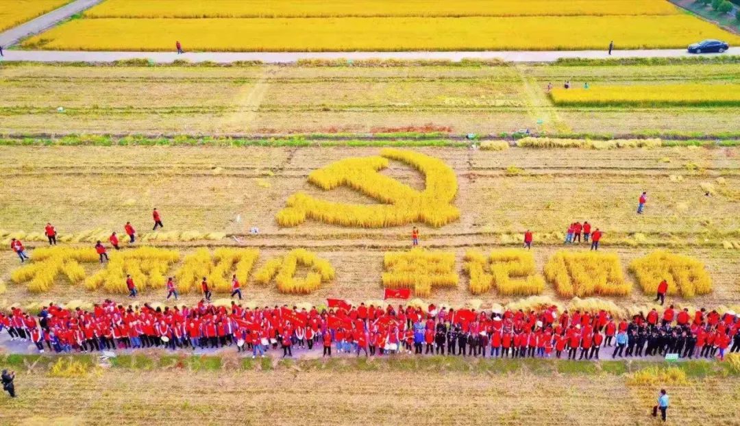 主题教育低头弯腰挺身花桥党员干部践行水稻精神