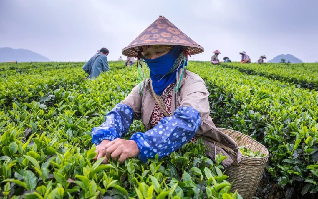 号外号外2019年英德市农民工采茶工职业技能大赛准备鸣锣开赛