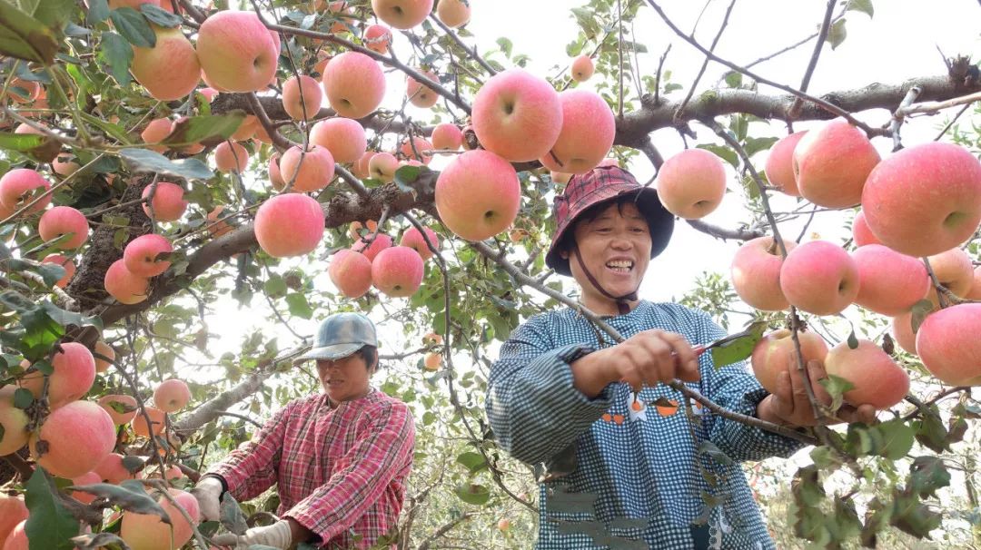 秋收的味道又是一年苹果红采摘园里笑丰收