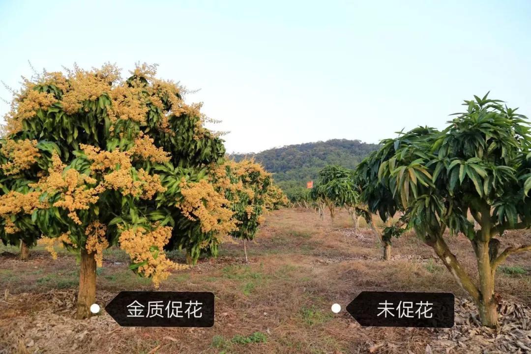 芒果两性花与雄花对比图片