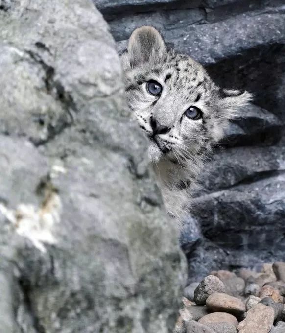 在给你们看看小奶豹看了就掉血的那种