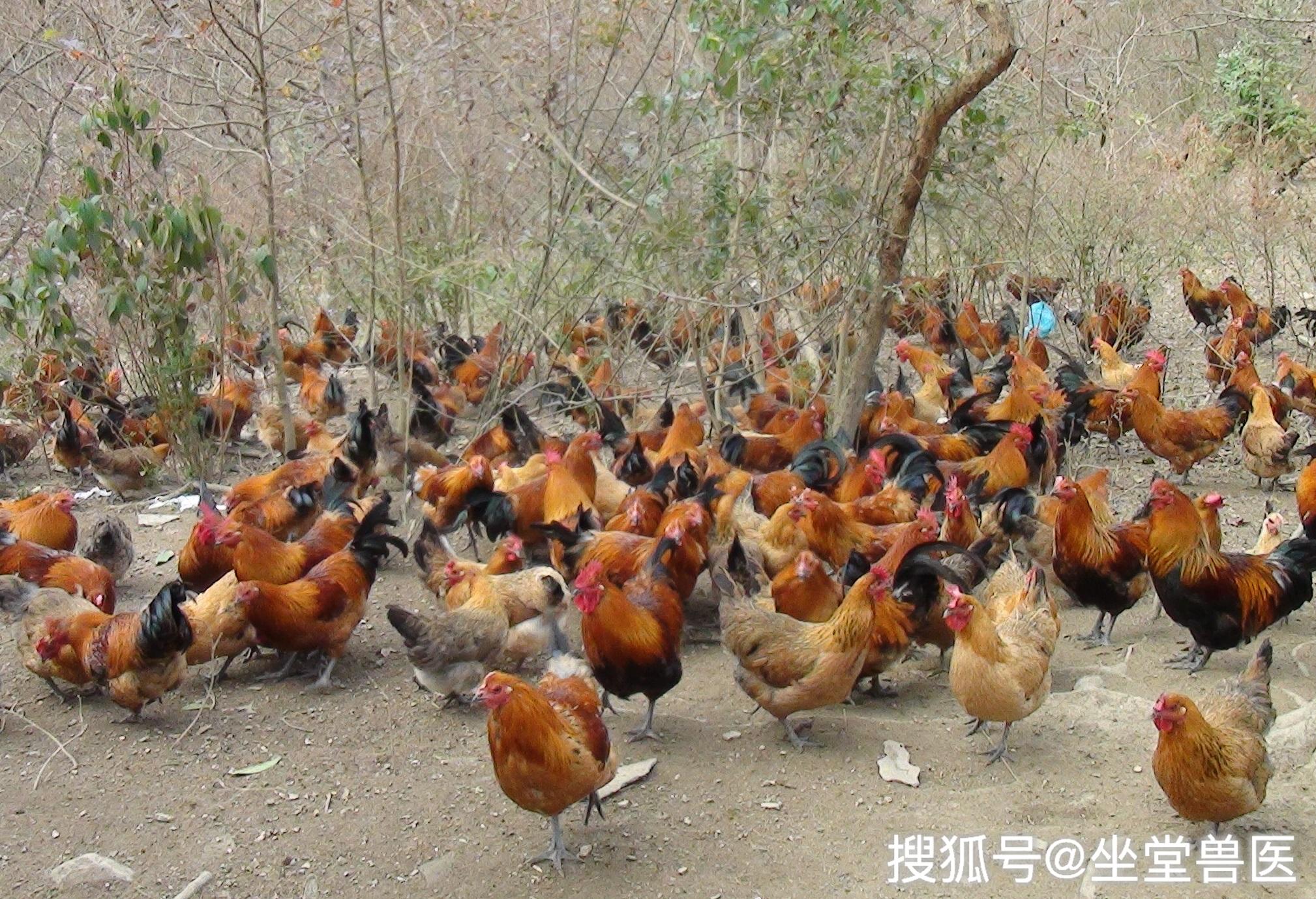 养鸡秘笈秋冬季养鸡高发疾病要注意养鸡人学习
