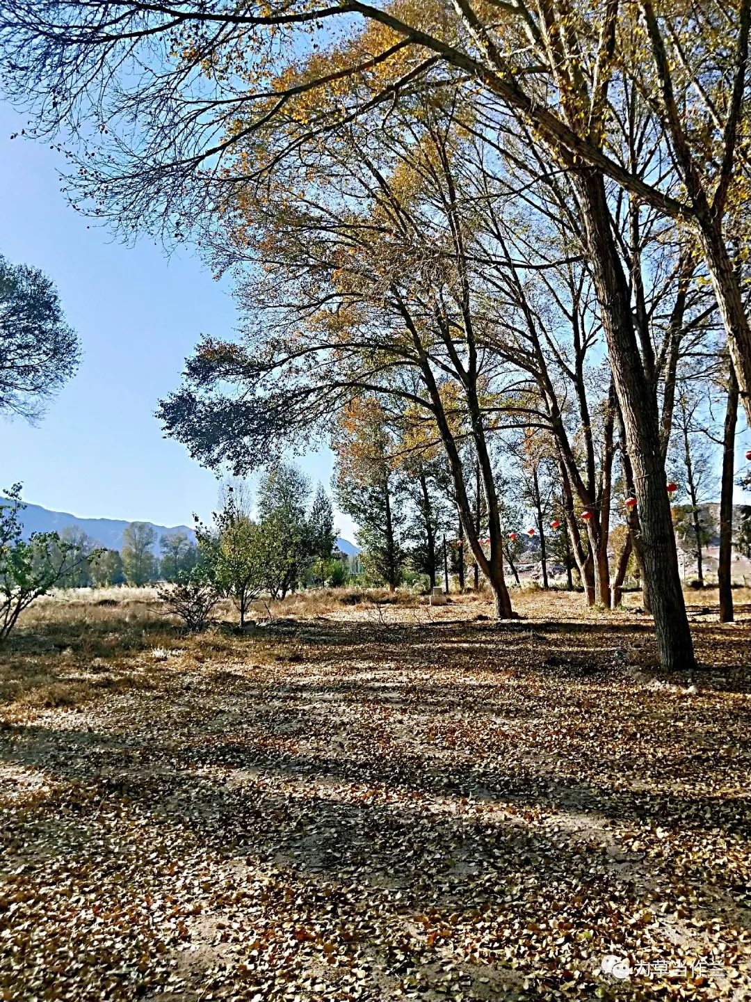 秋日午后静谧的荒园