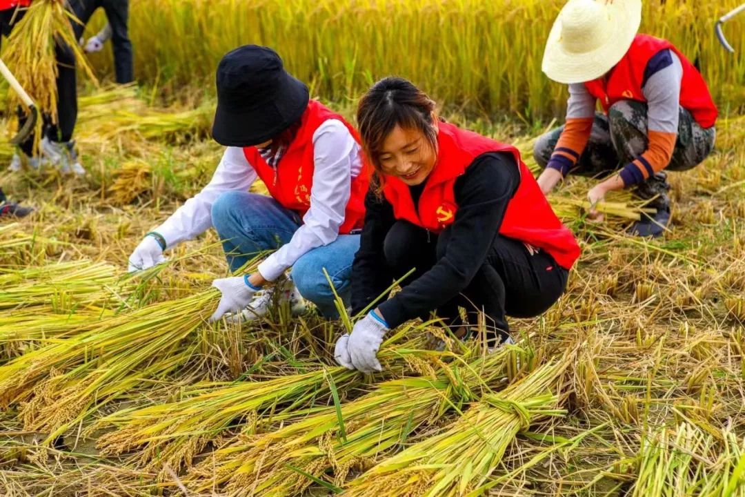 弯腰买菜风光图片