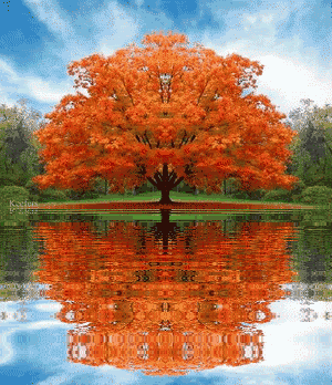 300_348gif 动态图 动图