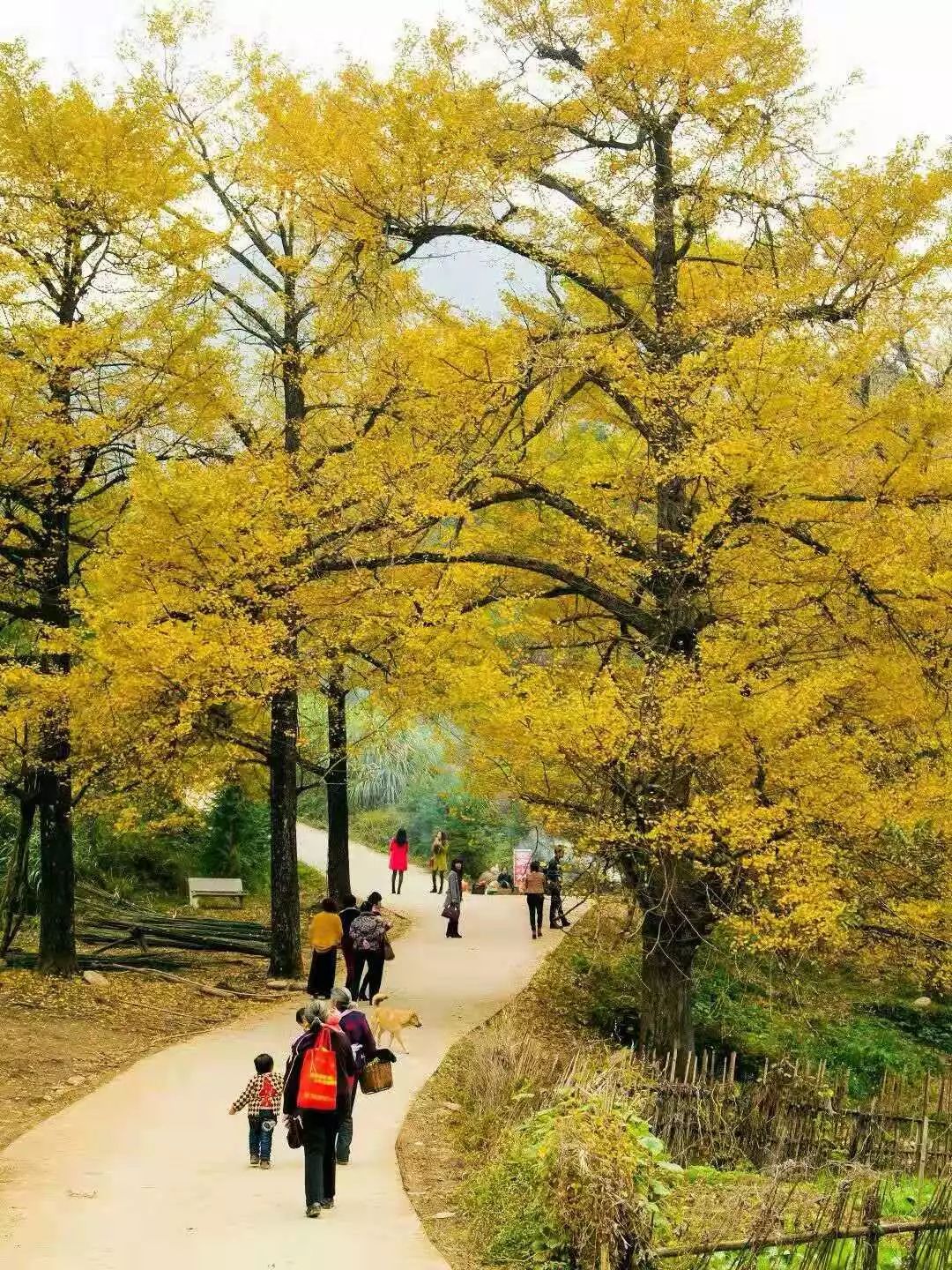 桐子坳村位于永州双牌县,由于这里生长着大片银杏,每到秋季就吸引着