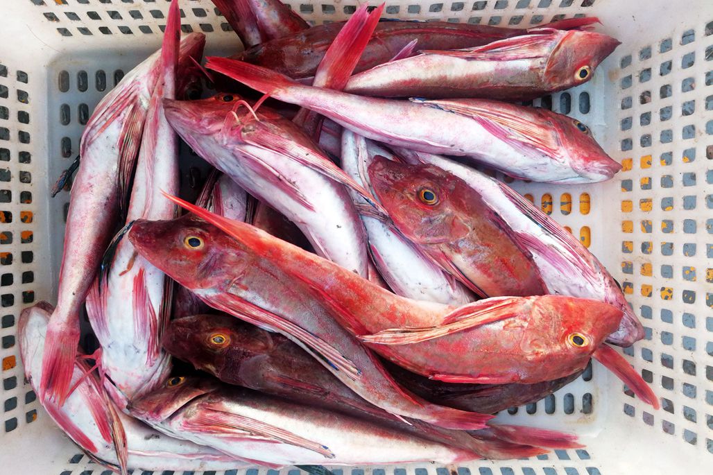 天氣漸冷海鮮稀少價格波動大紅頭魚價格漲三倍