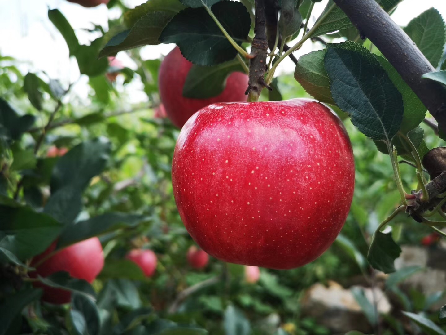 秋天是苹果成熟的季节,这个时候苹果里面的水分和营养成分含有量最高