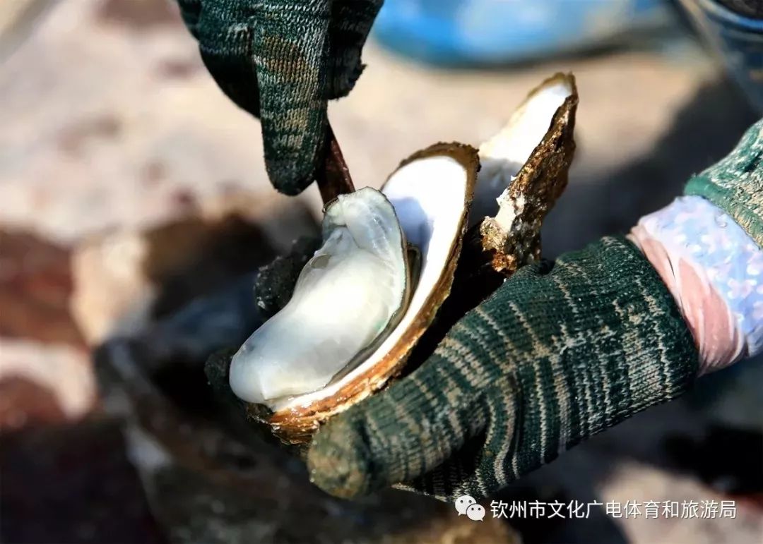 64趟动车直达广西这个醉美海边小城生蚝大丰收啦赶紧出发