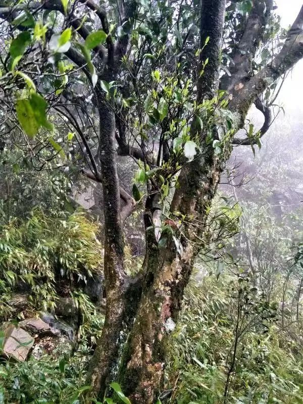 最新研究成果:英德野生茶树群可选育品质特优红茶新品种_石门