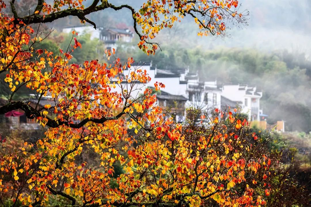 安徽秋景上线这个秋日一起去看一看人间绝色