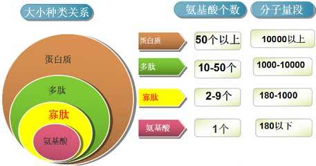 肽的分类_氨基酸