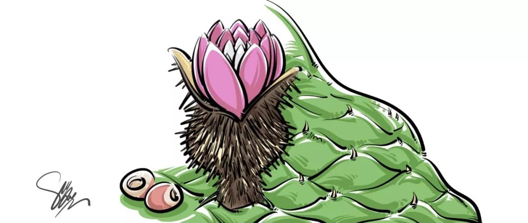 水中人参如明珠芡实