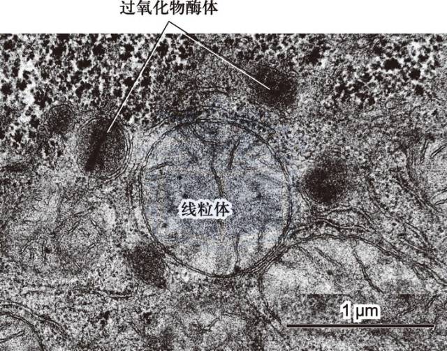 关于细胞你一定要知道这些内附17种细胞器美图
