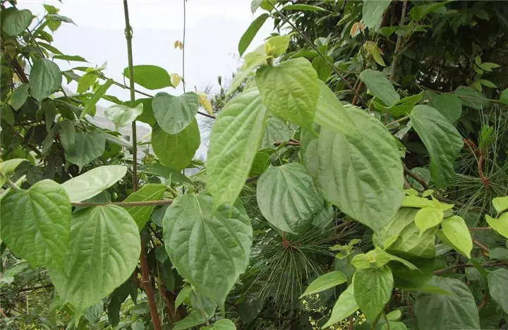 观音豆腐一年只能打一次吃完我热泪盈眶有没有吃过的
