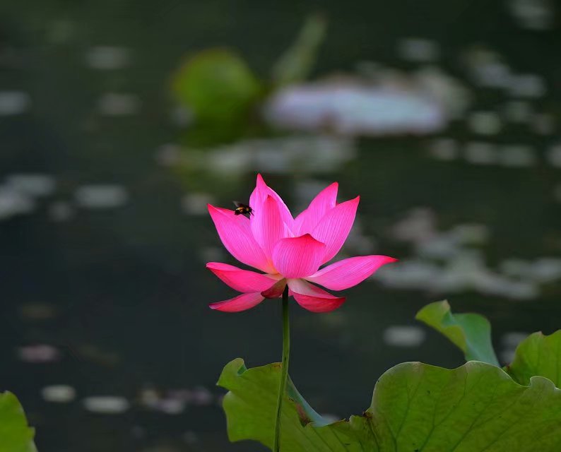 原创万丈红尘醉流霞陌上行走倾繁华