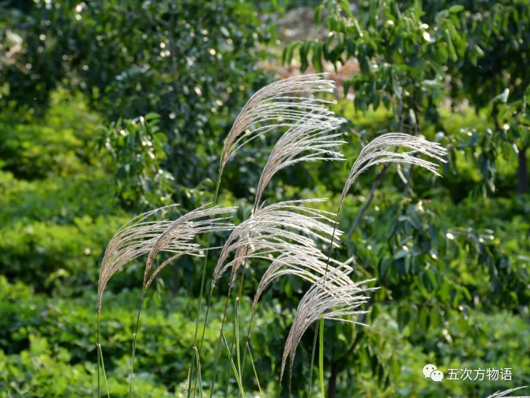 如何分清芦竹、芦苇、芒和荻_花序