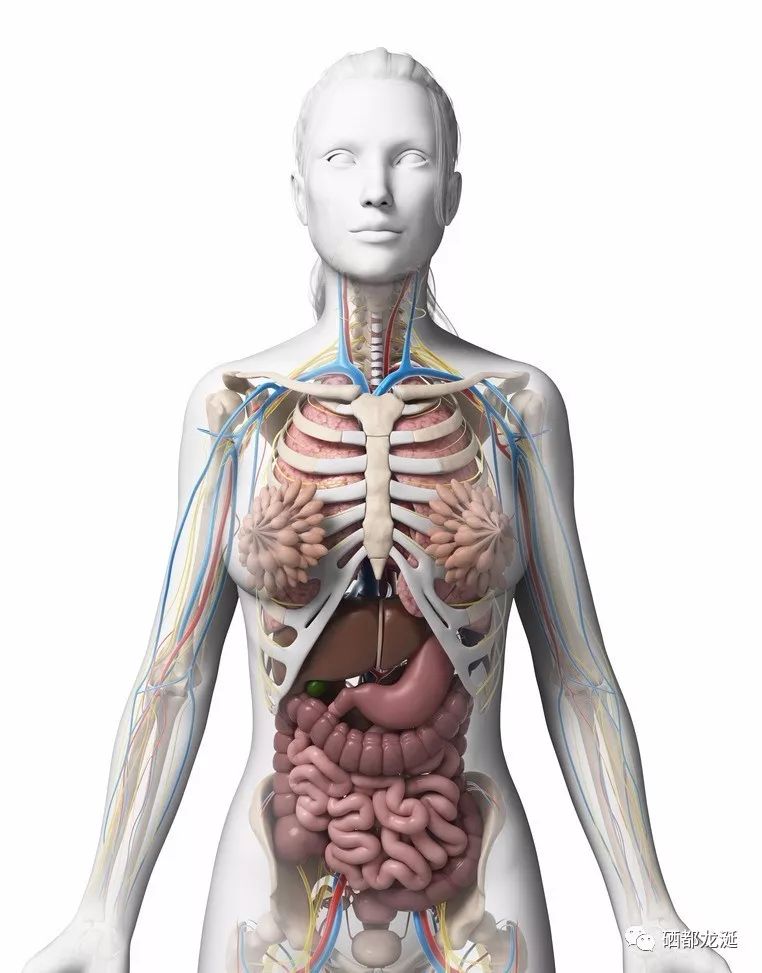 人体腹部图女士图片