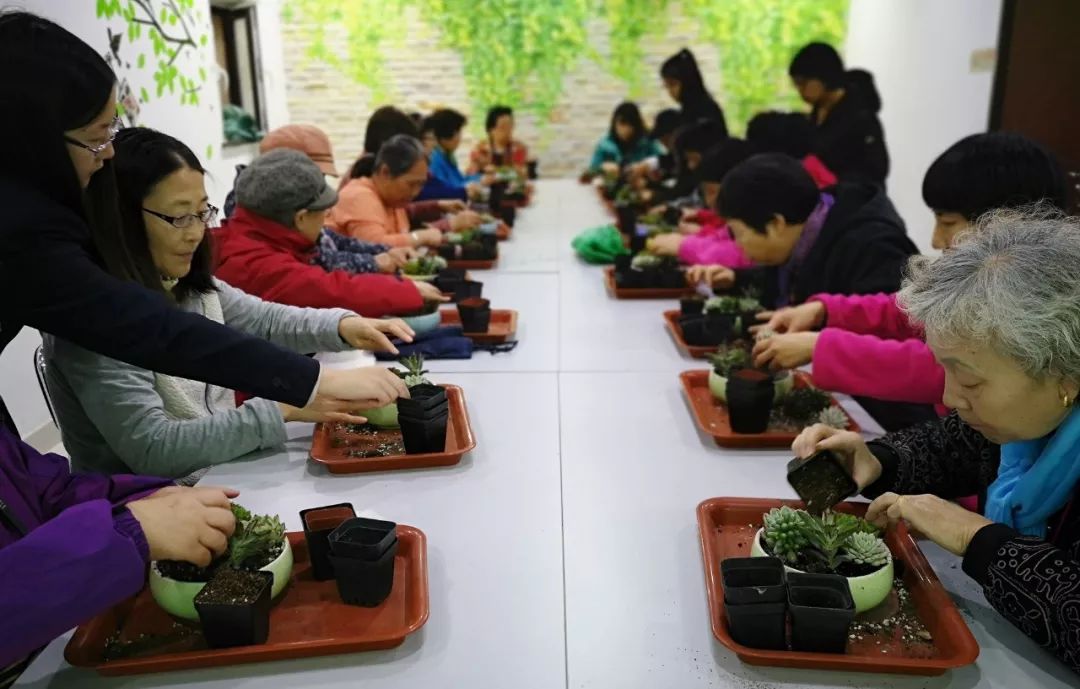 工作动态多肉植物组合盆栽体验活动