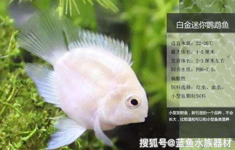 关于鹦鹉鱼翻鳃 痄腮