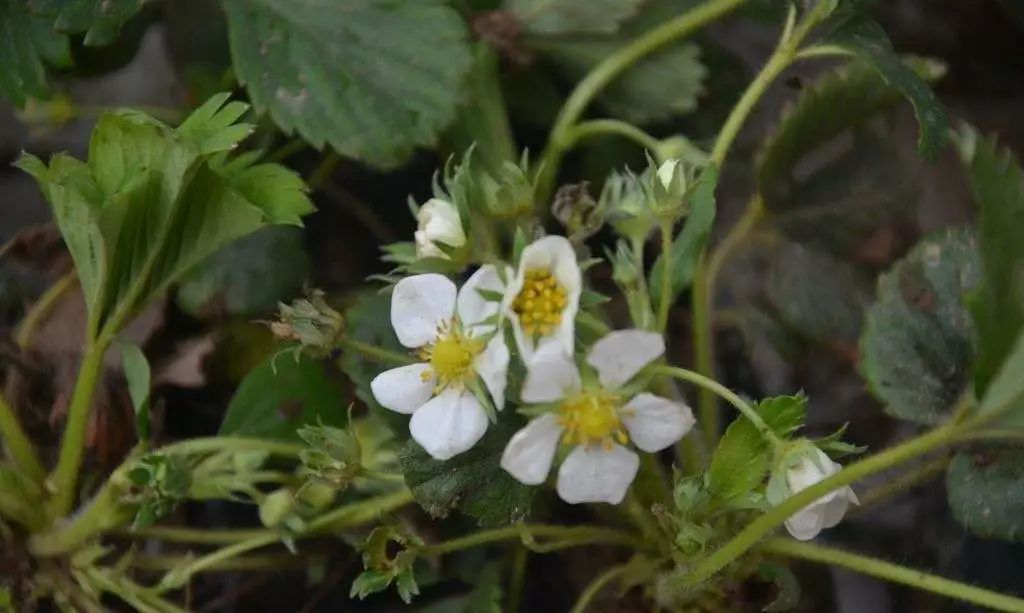 草莓花期如何进行梳花?方法在这里~_花序