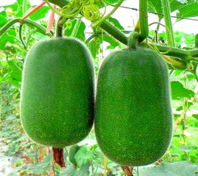 03 水果冬瓜在市民印象中,冬瓜的个头较大,既可以炒着吃,也可以用来